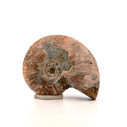 Iriserende ammoniet uit het Krijt, Madagaskar | 2,66 inch)