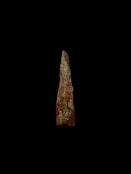 Pterosaur fossil tooth from Morocco | 0.72"