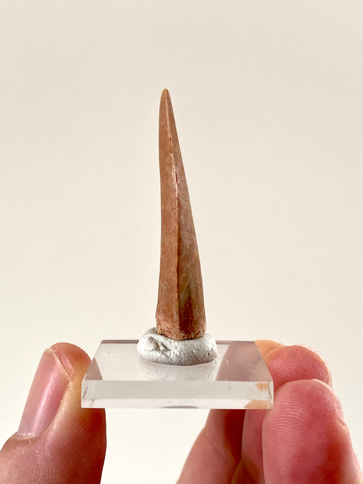 Enchodus Libycus fossil tooth