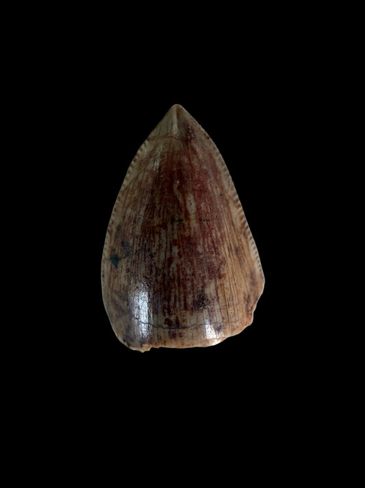 Redondasaurus, Phytosaur fossils tooth  from Late Triassic, USA | 0.52"