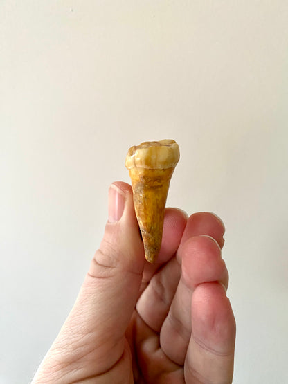 Cave Bear Molar - FossilsAndMore