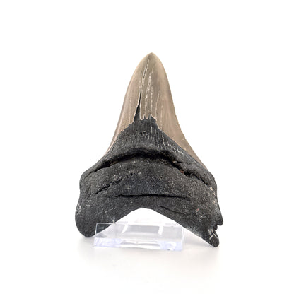 Megalodon tooth fossil (4.28") - Miocene, USA