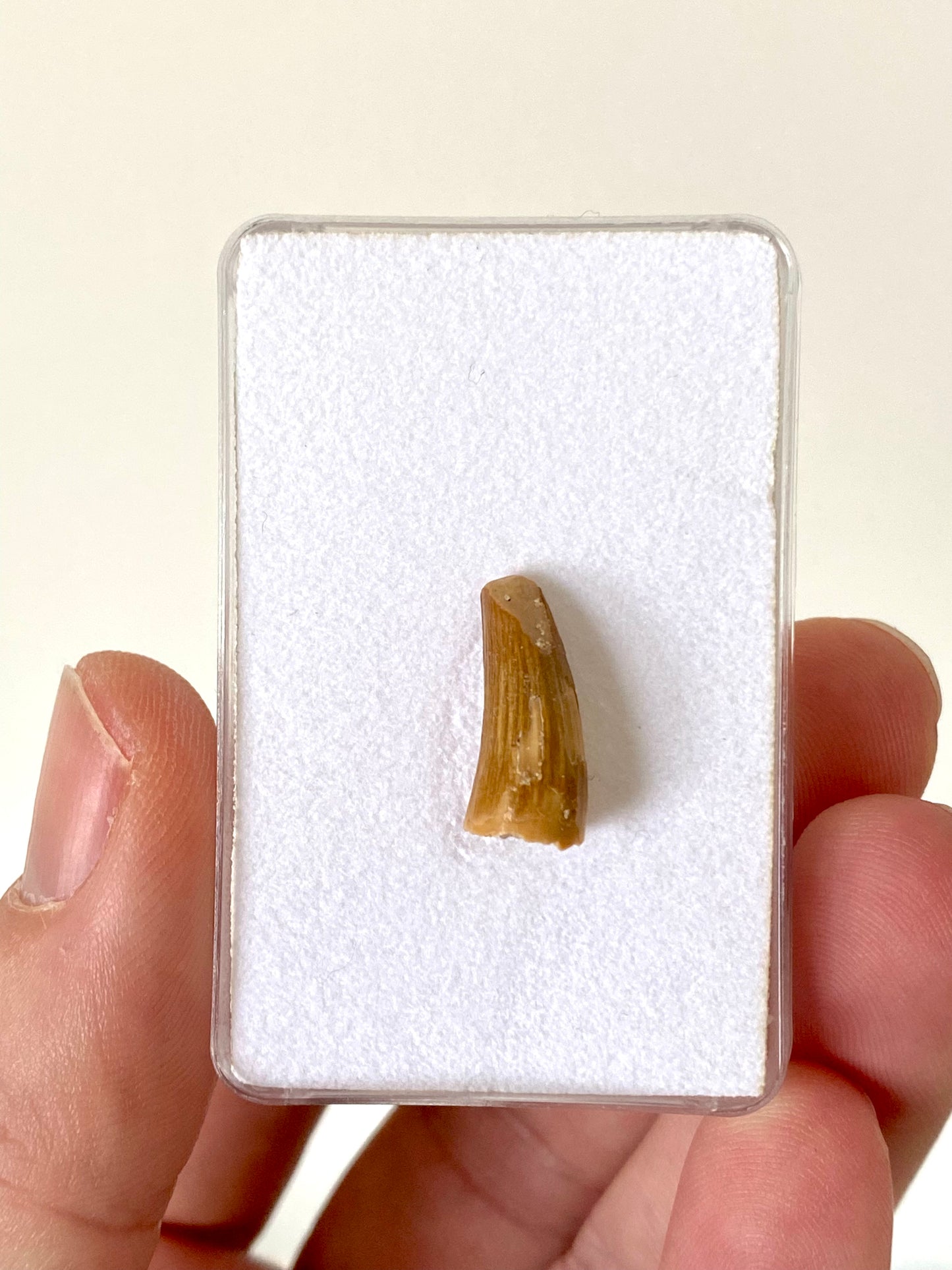 Crocodile species fossil tooth from Morocco