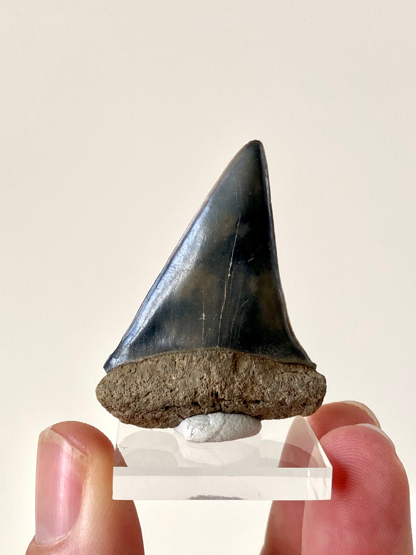 C. Hastalis fossil tooth (4.6cm)