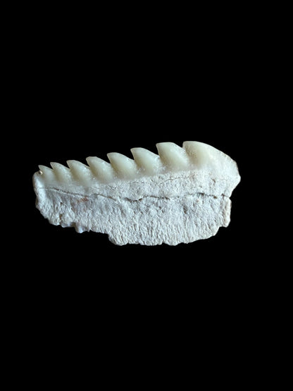 Rare Hexanchus microdon Fossil Shark Tooth
