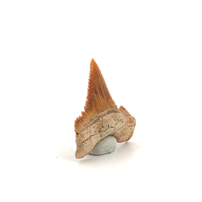 Palaeocarcharodon orientalis Tooth (1.22") from Morocco
