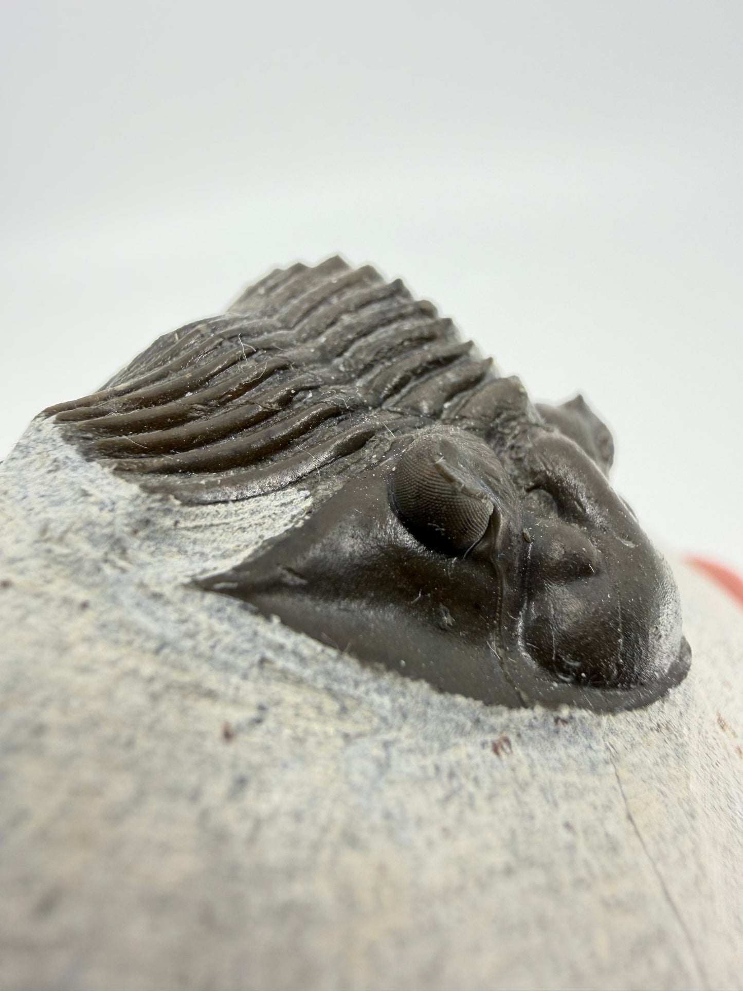 Scutellum sp. Trilobite on Matrix from Devonian, Morocco (1.45")