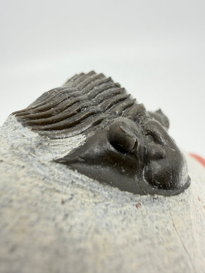 Scutellum sp. Trilobite on Matrix from Devonian, Morocco (1.45")