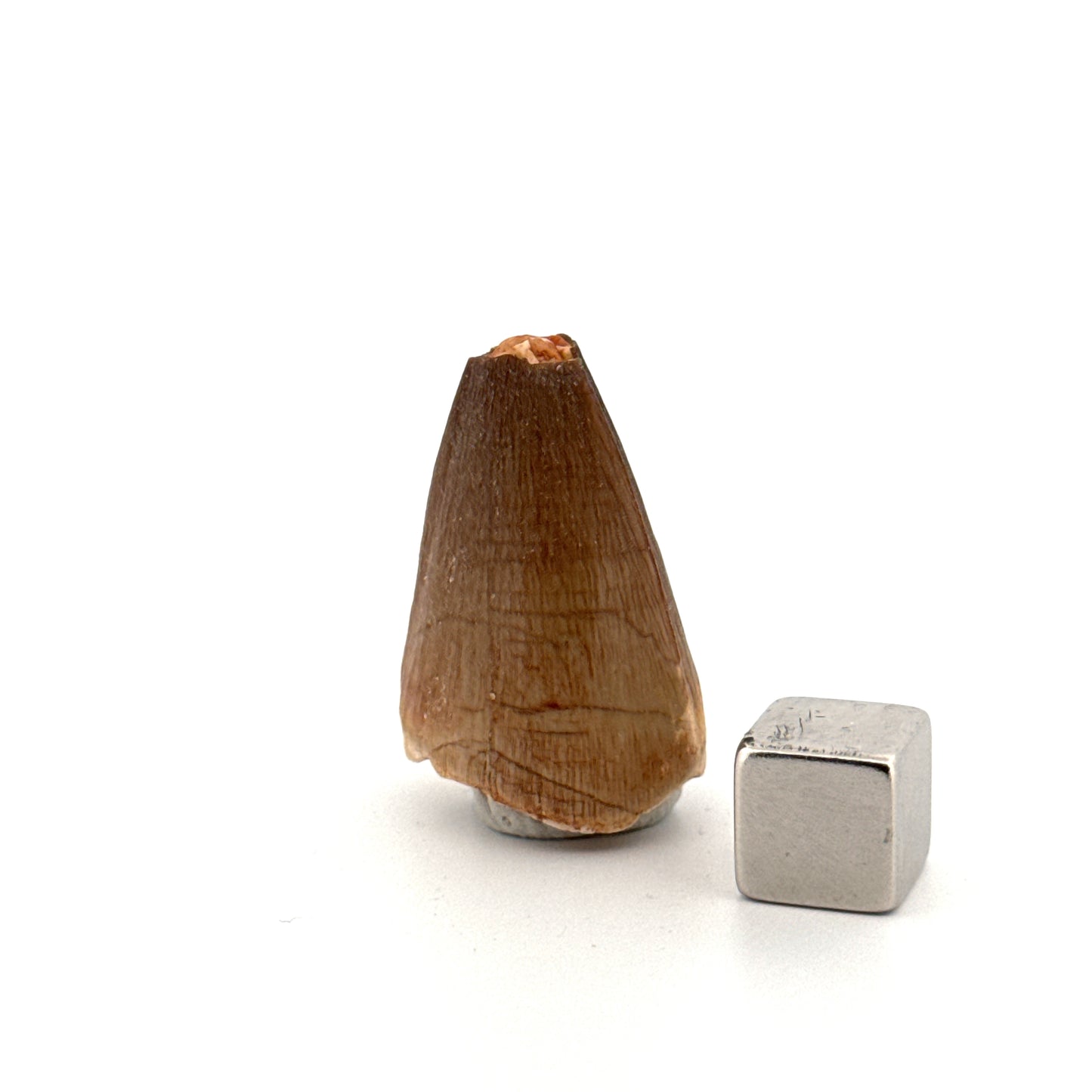 Maroccosuchus zennaroi Fossil tooth (1.19") from Morocco