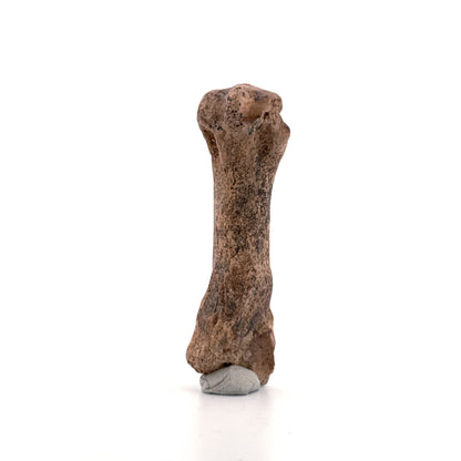 Cave Bear (Ursus spelaeus) Metacarpal from Pleistocene, Romania | 3.17"