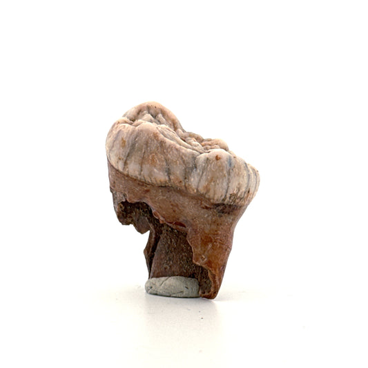 Cave Bear (Ursus spelaeus) molar from pleistocene, Rumania | 1.20"