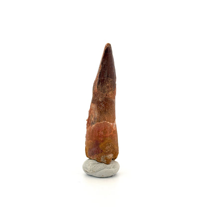 Spinosaurus Tooth Fossil (2.54") – Late Cretaceous Dinosaur tooth from Morocco