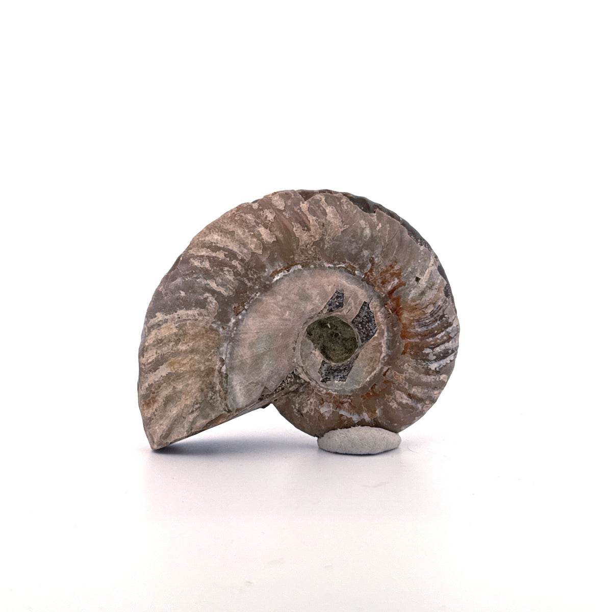 Iriserende ammoniet uit het Krijt, Madagaskar | 2,68 inch)