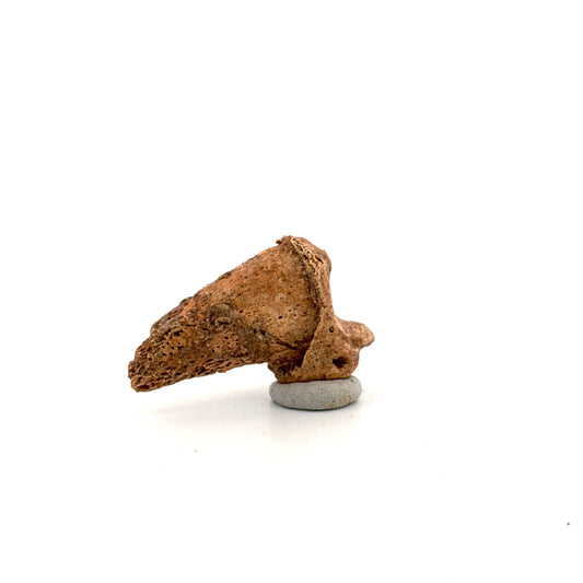 Cave Bear Claw (Ursus spelaeus), Distal phalanx Fossil (1.70") from Pleistocene, Romania