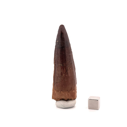 Spinosaurus Tooth Fossil (2.99") – Late Cretaceous Dinosaur tooth from Morocco