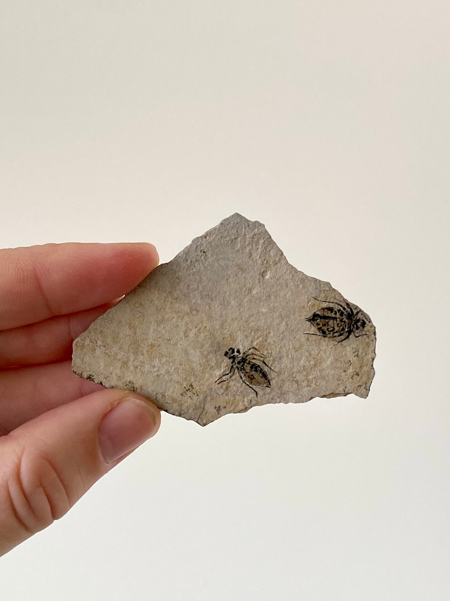 Fossilized Dragonfly Larvae insect (Libellula Doris)