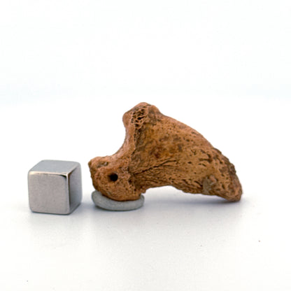 Cave Bear Claw (Ursus spelaeus), Distal phalanx Fossil (1.43") from Pleistocene, Romania