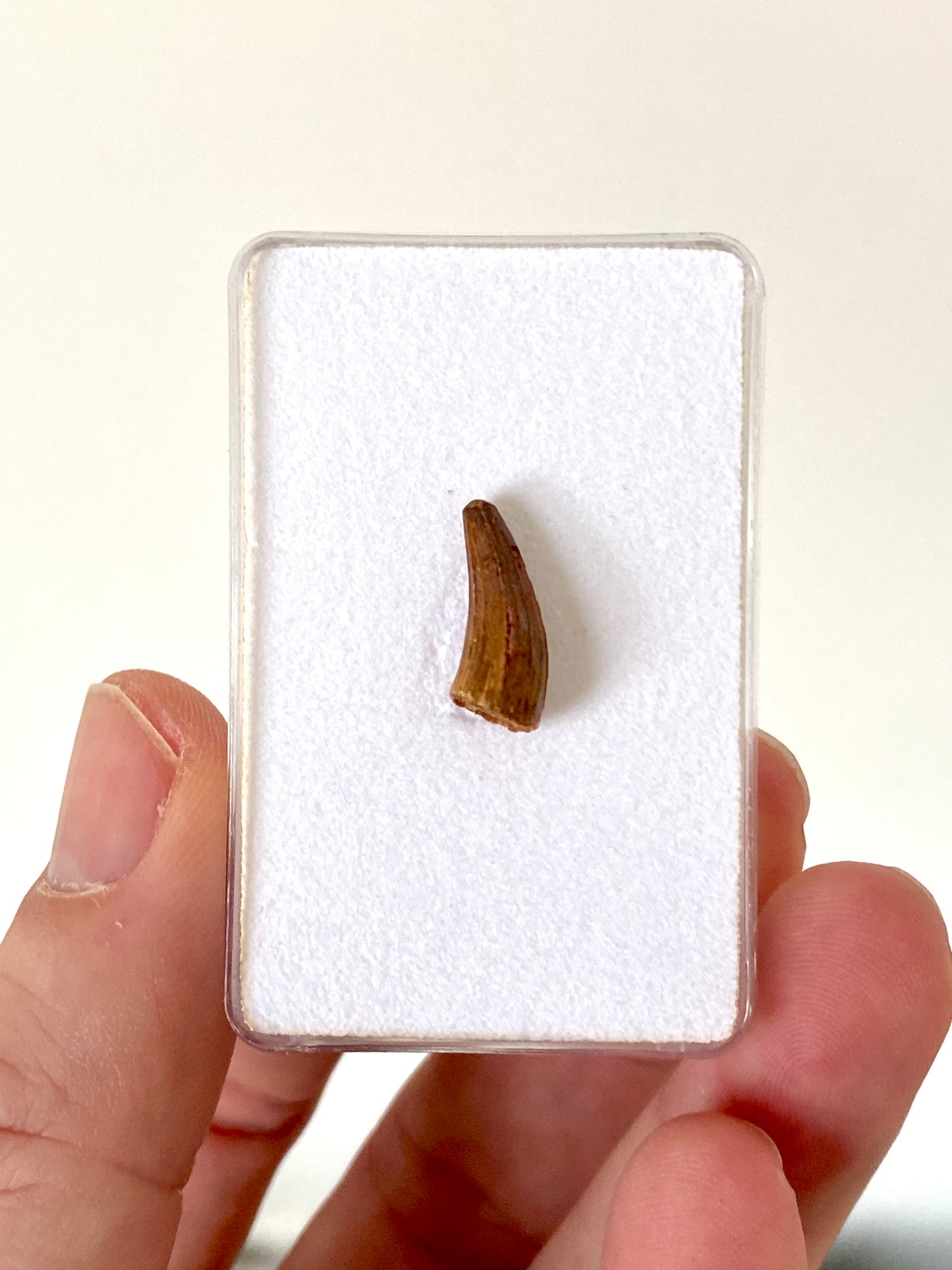 Crocodile species fossil tooth from Morocco