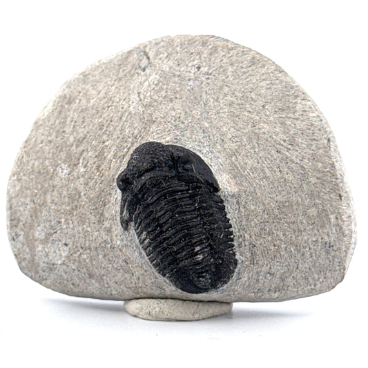 Gerastos granulosus Devonian Trilobite Fossil from Morocco (A021)