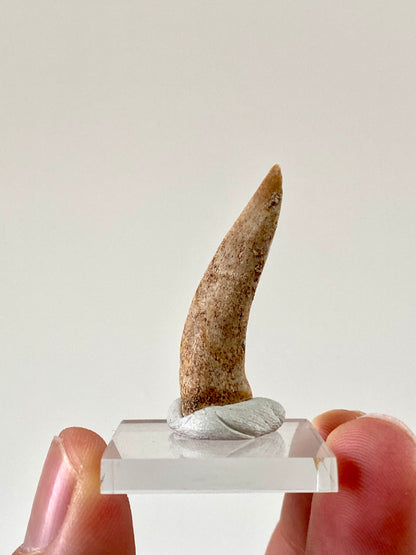 Enchodus Libycus fossil tooth