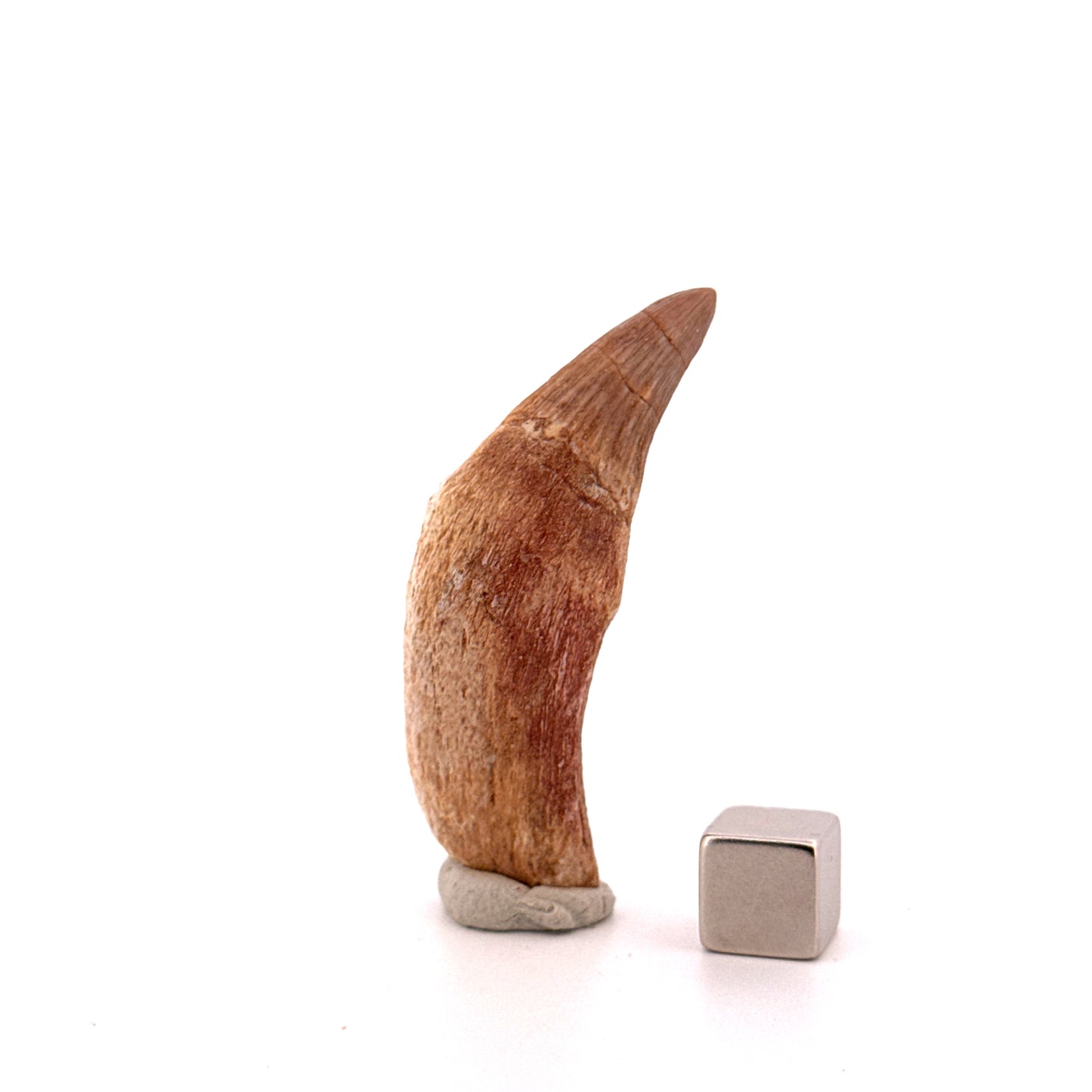 Gavialimimus almaghribensis Mosasaurus tand, Laat Krijt, Marokko (2.11 inch)