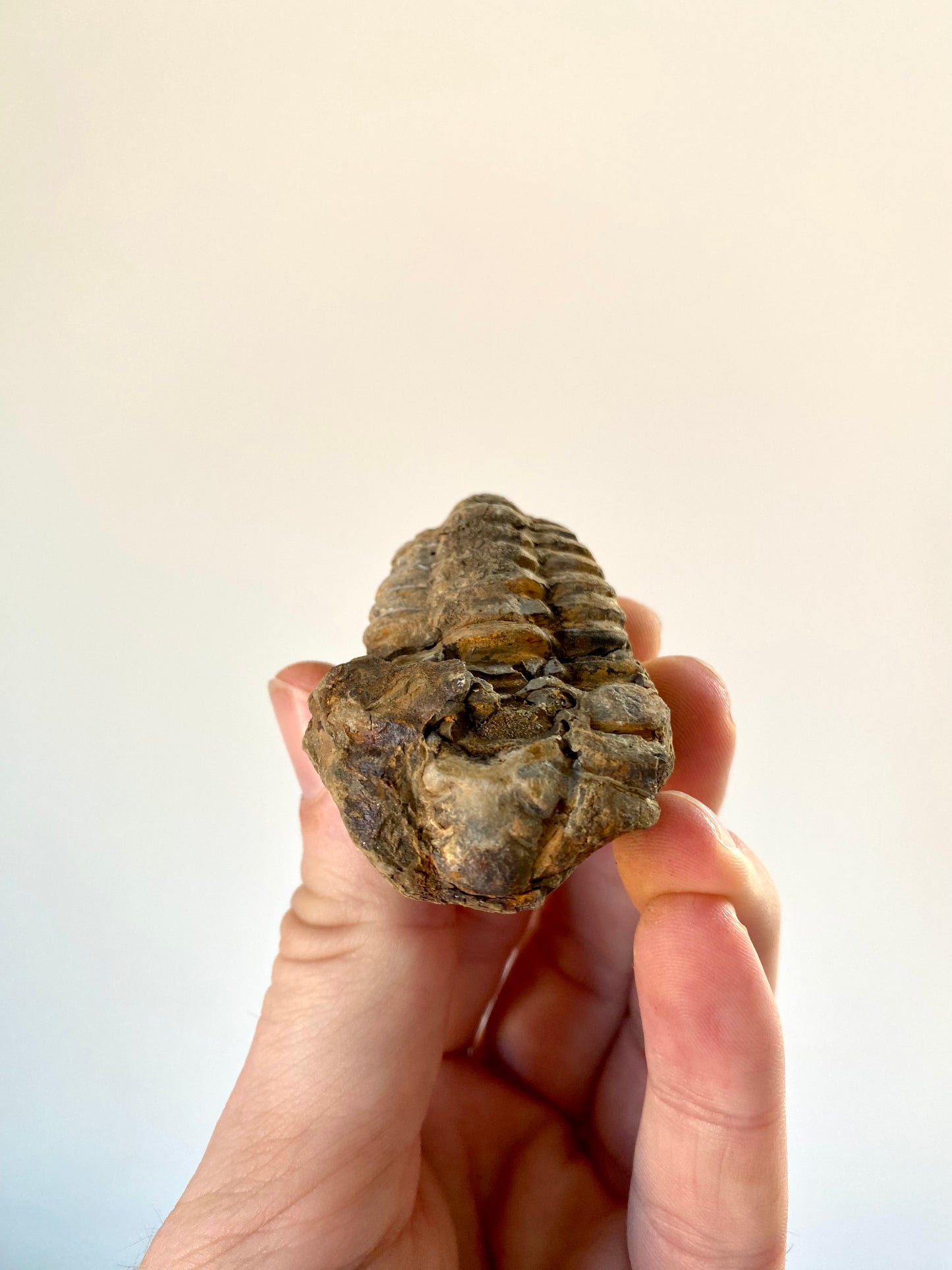 Calymene Trilobite fossil