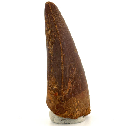Carcharodontosaurus fossiele tand, Krijt dinosaurus tand uit Kem Kem Beds, Marokko (2,53 inch)