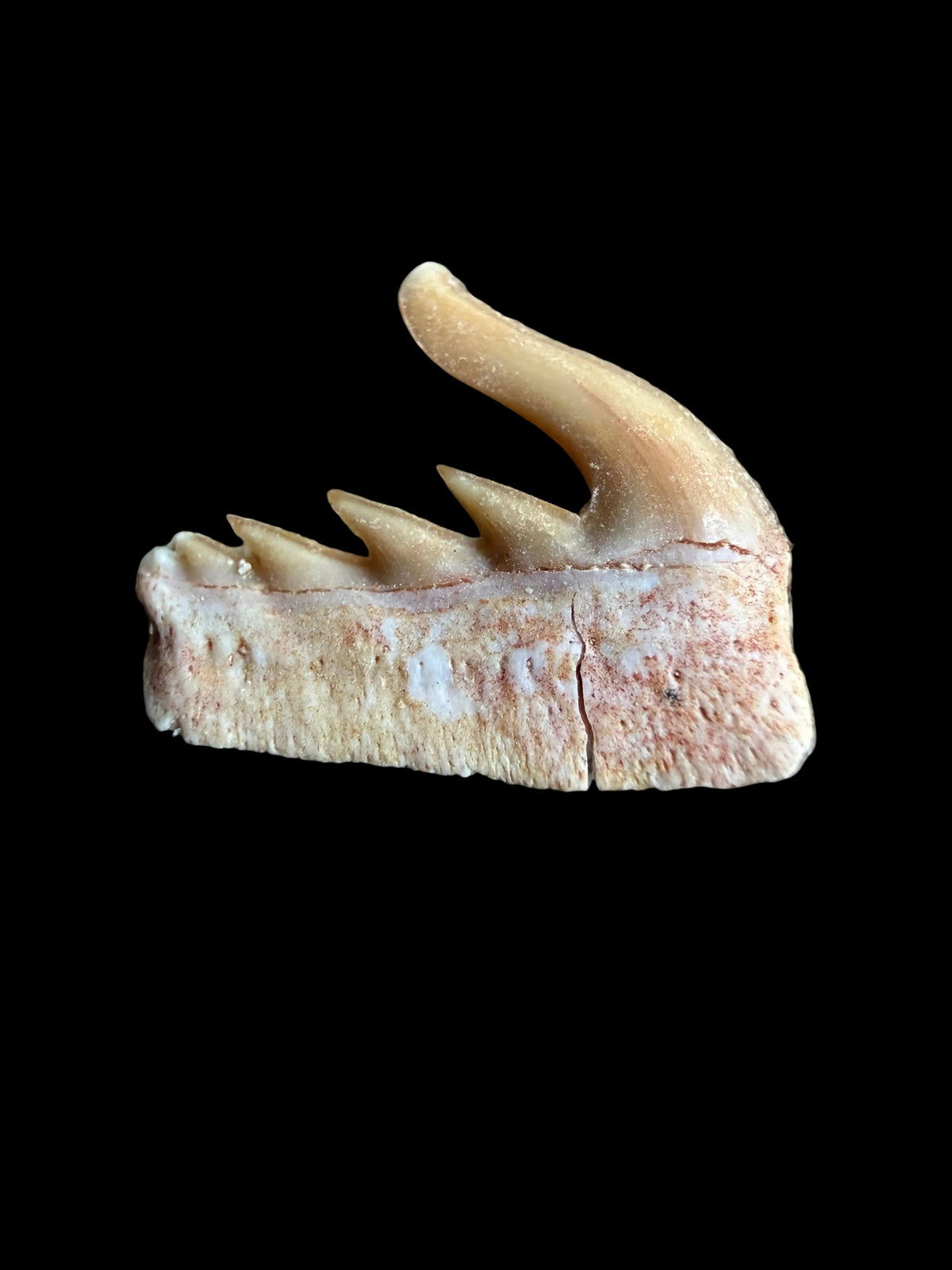 Weltonia ancistrodon haaientand fossiel uit Marokko (O001)