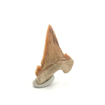 Palaeocarcharodon orientalis Tooth (1.38") from Morocco