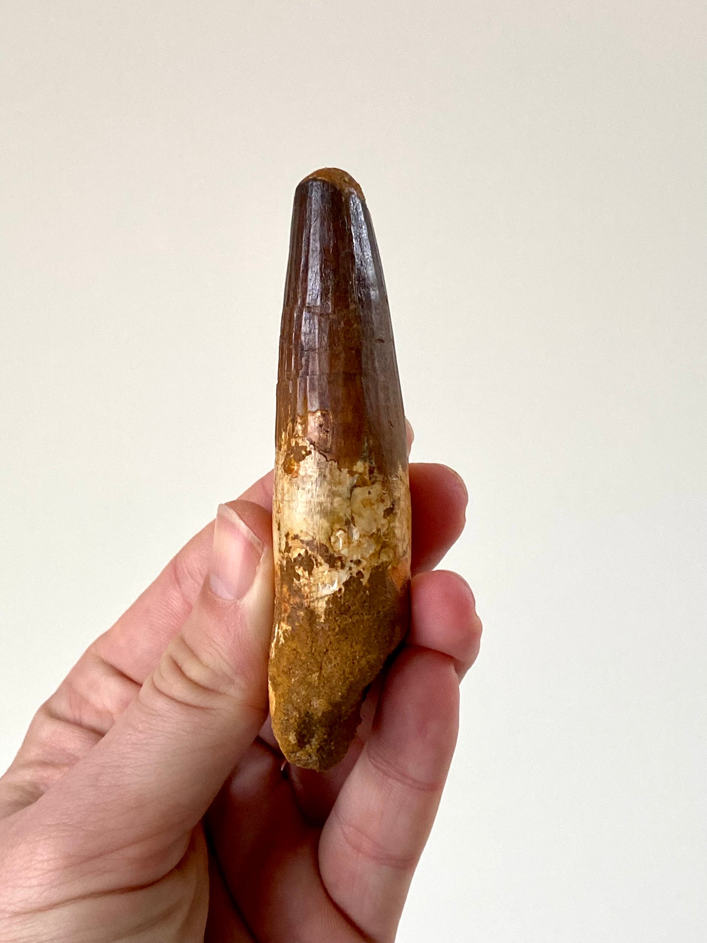 4" (10,4 cm) Big Spinosaurus fossil tooth