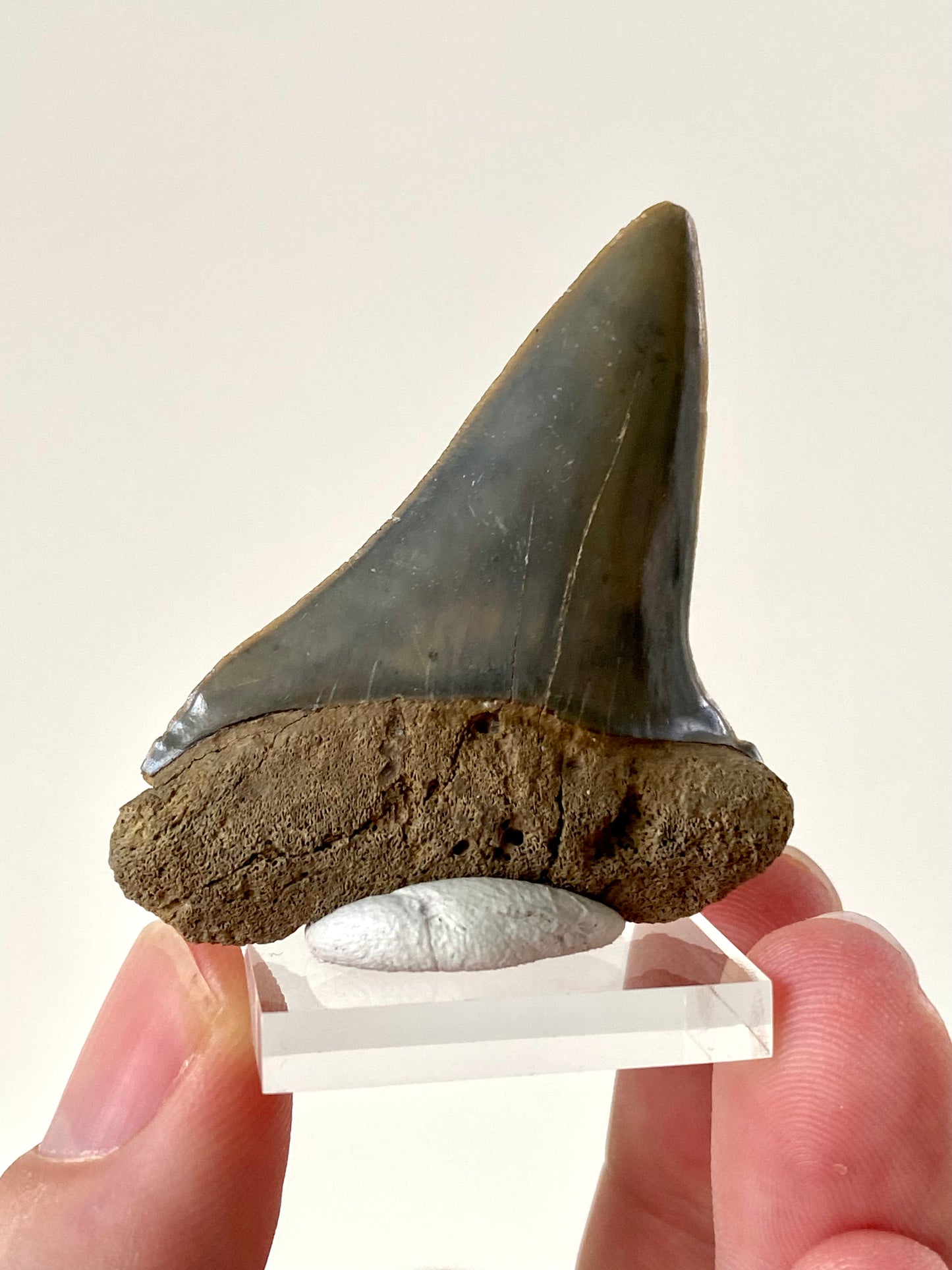 C. Hastalis fossil tooth (5.5cm)