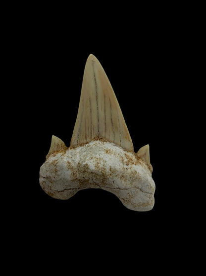 Otodus obliquus Fossil Shark Tooth from Eocene, Morocco | 1.92"