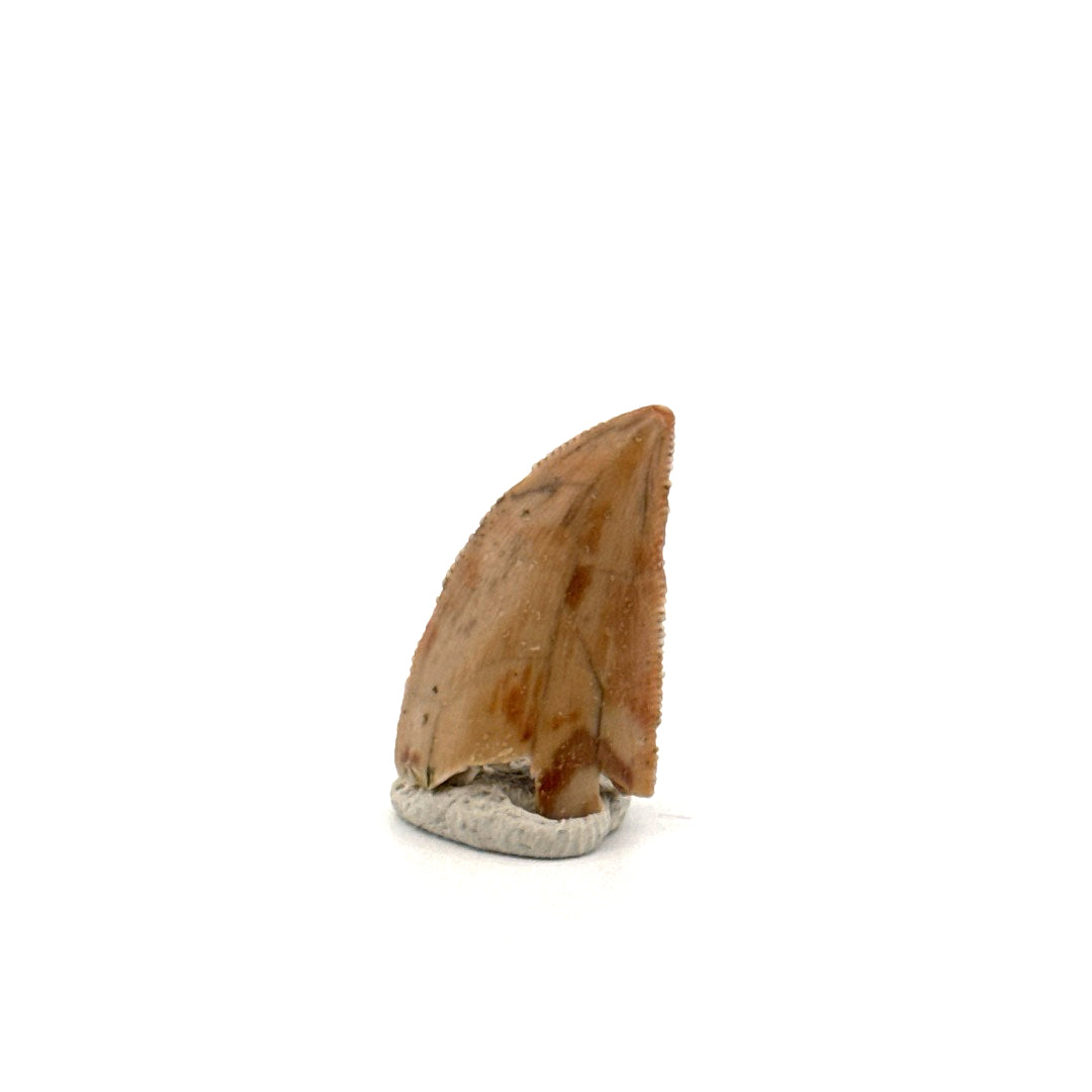 Majungasaurus Dinosaurus Tand uit het Laat-Krijt, Madagaskar (0.86")