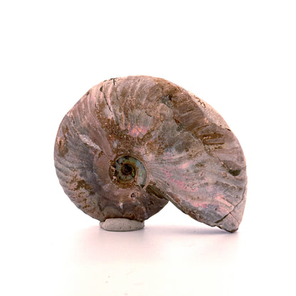 Iridescent Ammonite fossil from Cretaceous, Madagascar | 2.95"