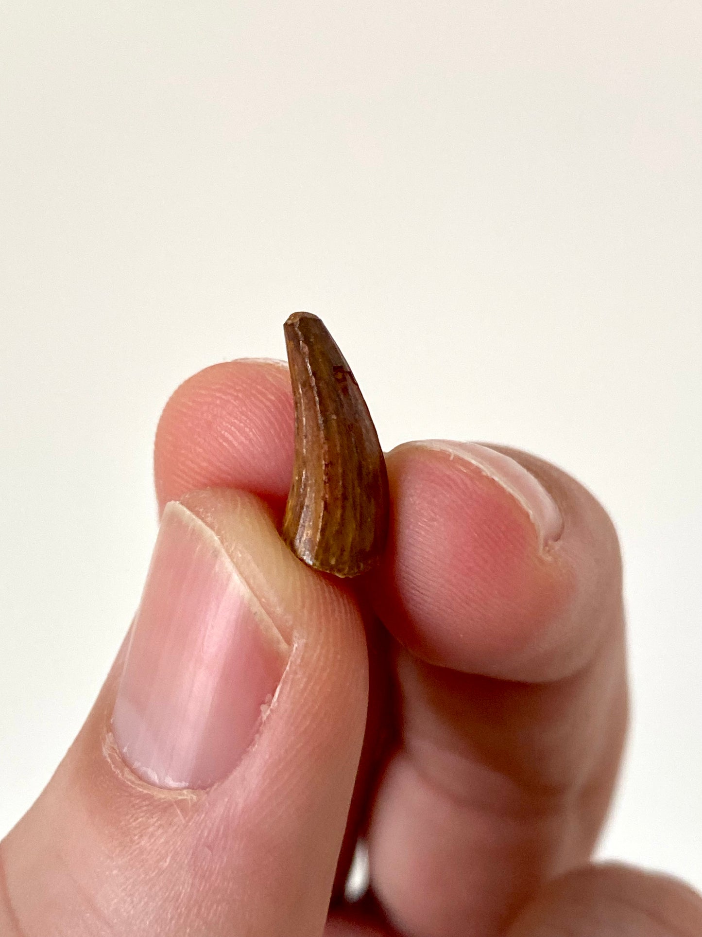 Crocodile species fossil tooth from Morocco