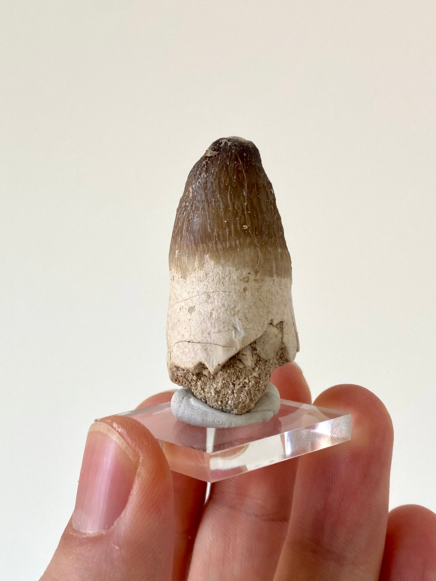 Moroccosuchus zennaroi Fossil tooth