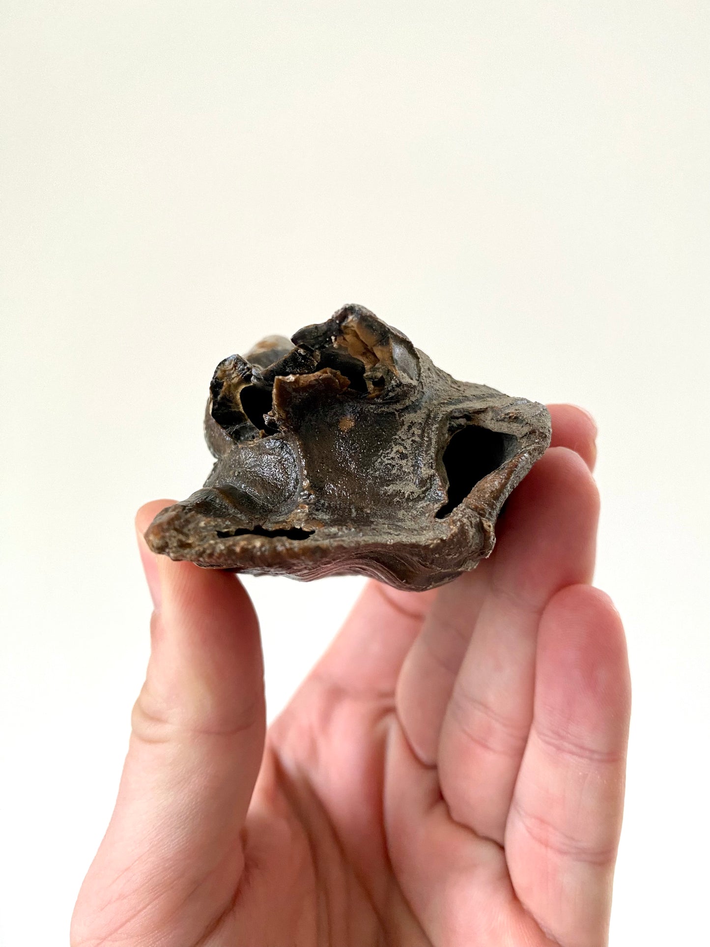 Coelodonta species Molar