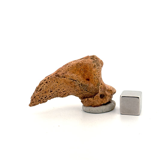 Cave Bear Claw (Ursus spelaeus), Distal phalanx Fossil (1.78") from Pleistocene, Romania