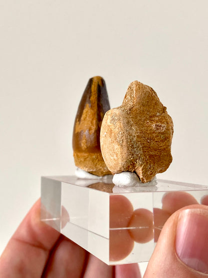 Fossil Mosasaur species vertebra & tooth