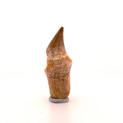 Rooted Mosasaur tooth from Late Cretaceous, Morocco (2.31")