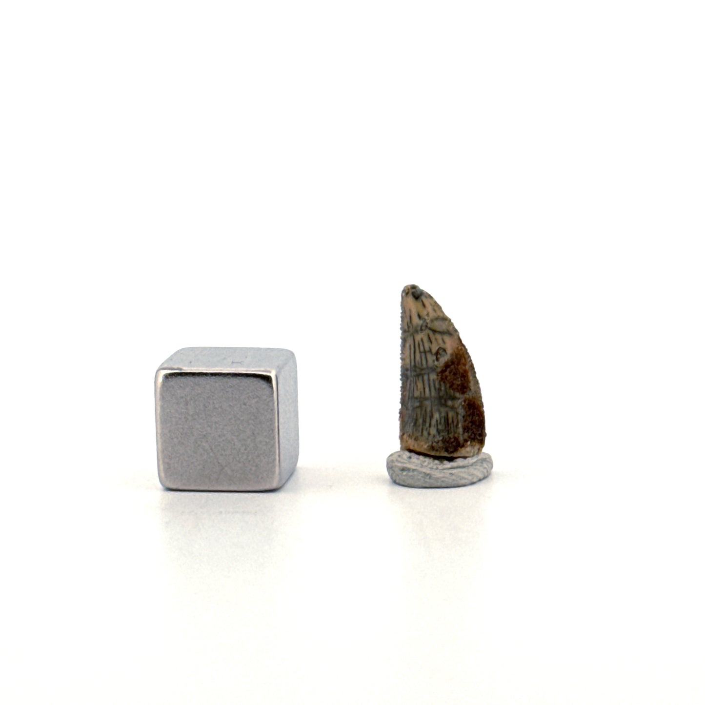 Abelisaurid fossil dinosaur tooth from Kem Kem, Morocco (0.55")