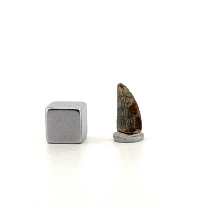 Abelisaurid fossil dinosaur tooth from Kem Kem, Morocco (0.55")