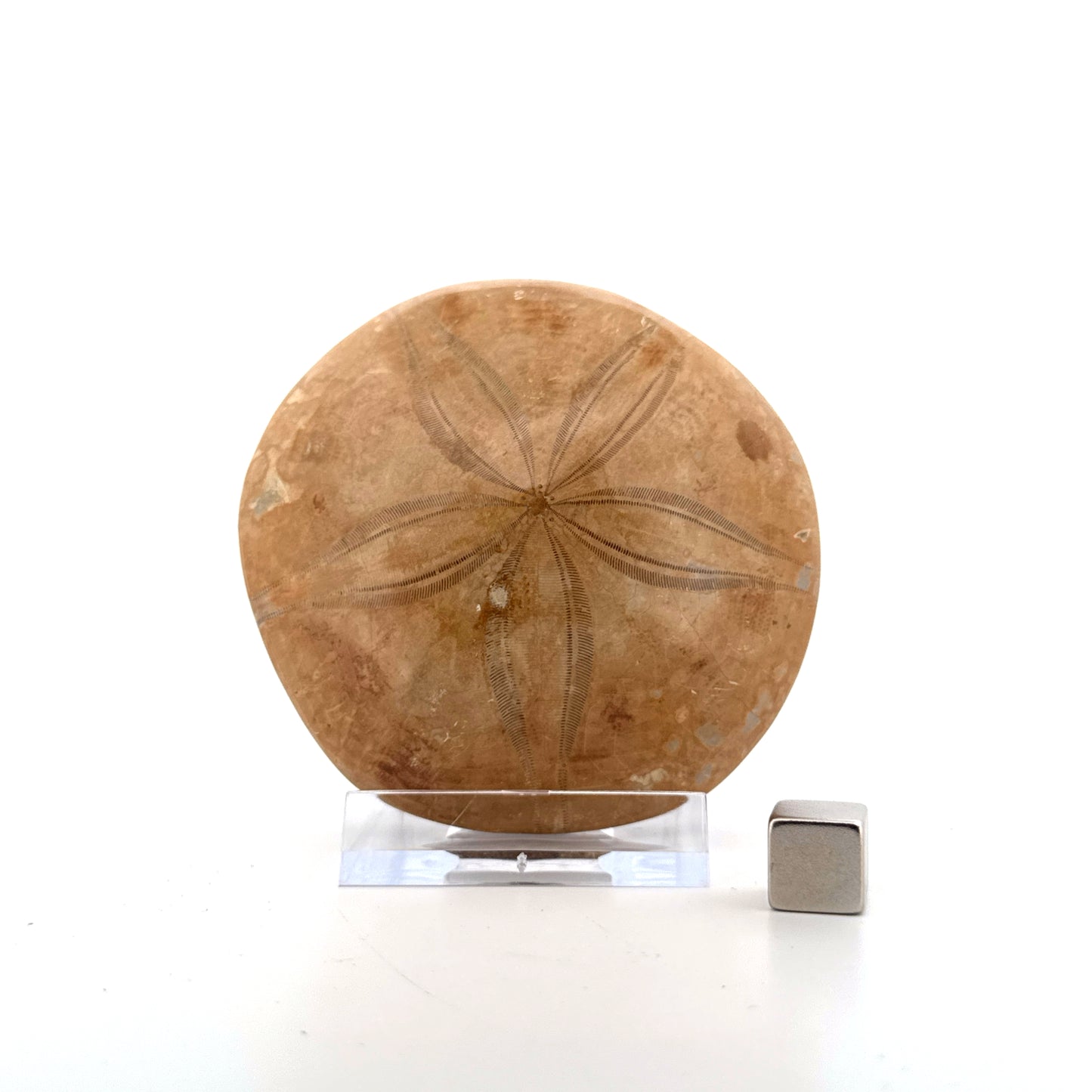 Pygurus Marmonti, sea urchin from Jurassic, Madagascar (2.81")