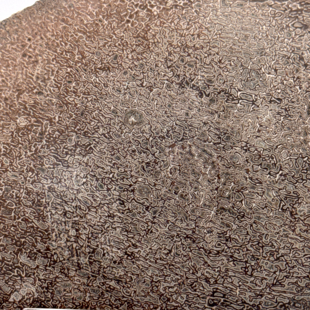 Polished Jurassic Sauropod Dinosaur Bone | 139 Grams