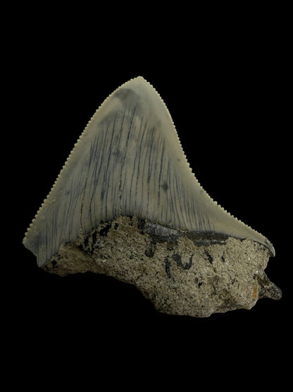 Megalodon Tooth Fragment from Indonesia | 2.08"
