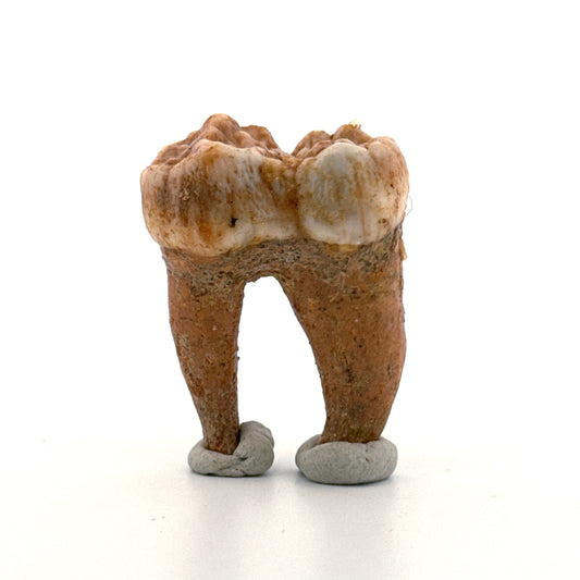 Cave Bear (Ursus spelaeus) molar from pleistocene, Rumania | 1.65"