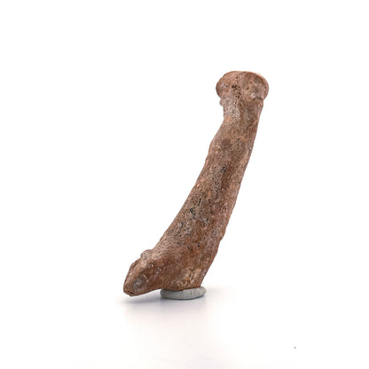Cave Bear (Ursus spelaeus) Metacarpal Fossil (3.59"), Pleistocene, Romania