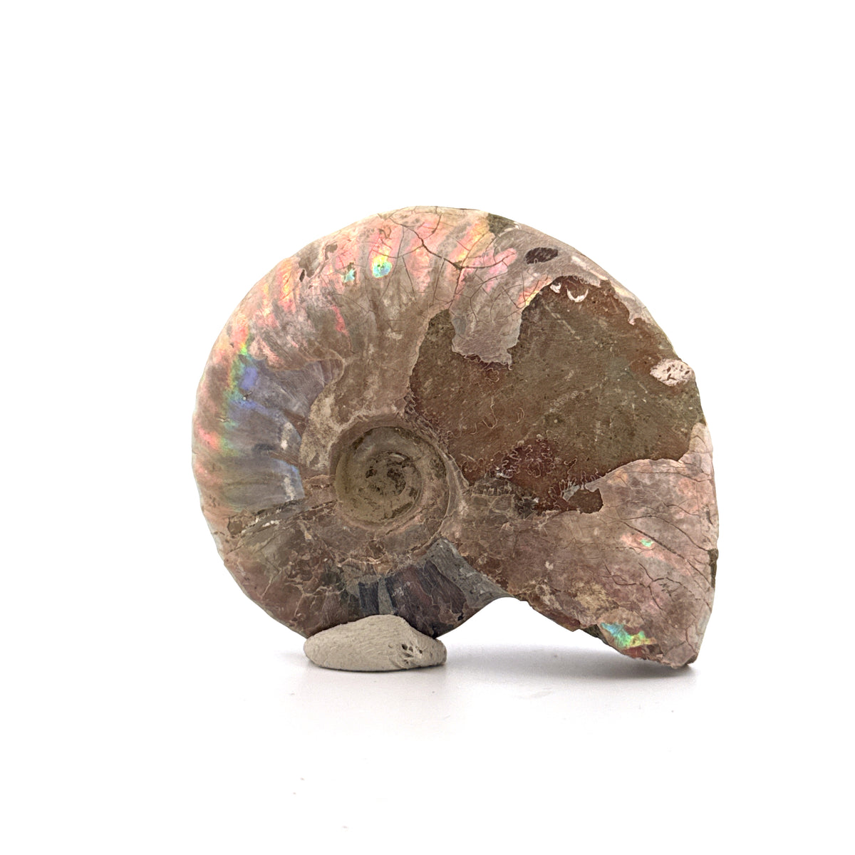 Iridescent Ammonite fossil from Cretaceous, Madagascar | 2.90"