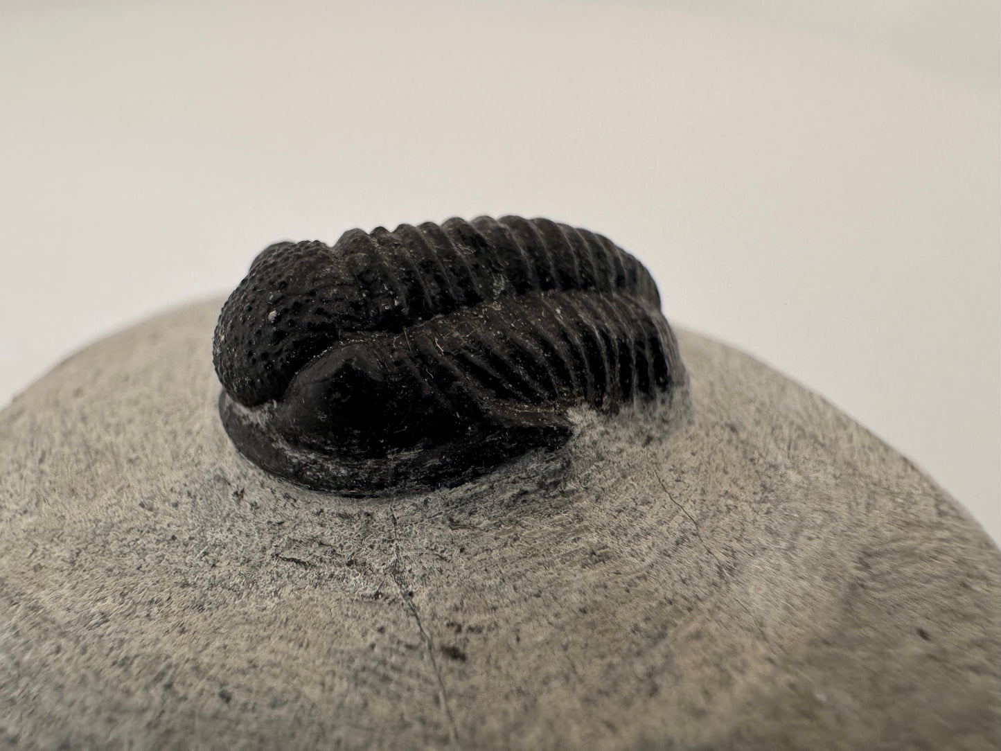 Gerastos granulosus Devonian Trilobite Fossil from, Morocco (A013)