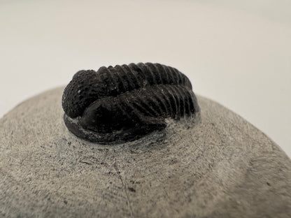 Gerastos granulosus Devonian Trilobite Fossil from, Morocco (A013)